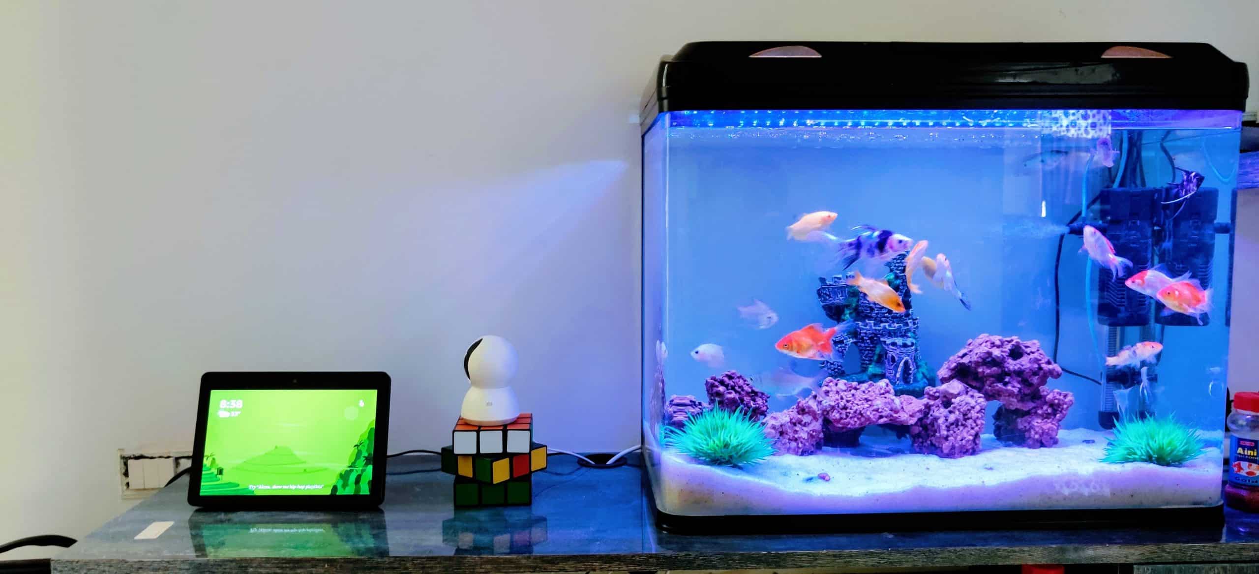 Pas på dine fisk med et akvariefilter